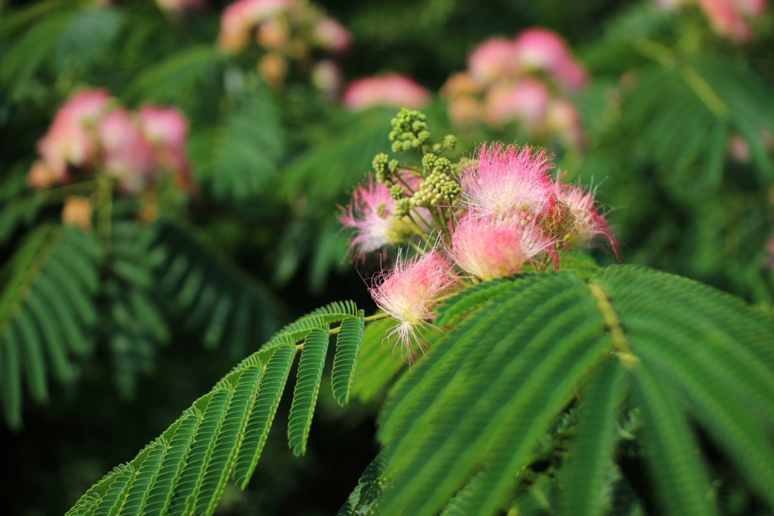 Blätter und Blüten des Seidenbaums. Foto: AdobeStock_Liudmila