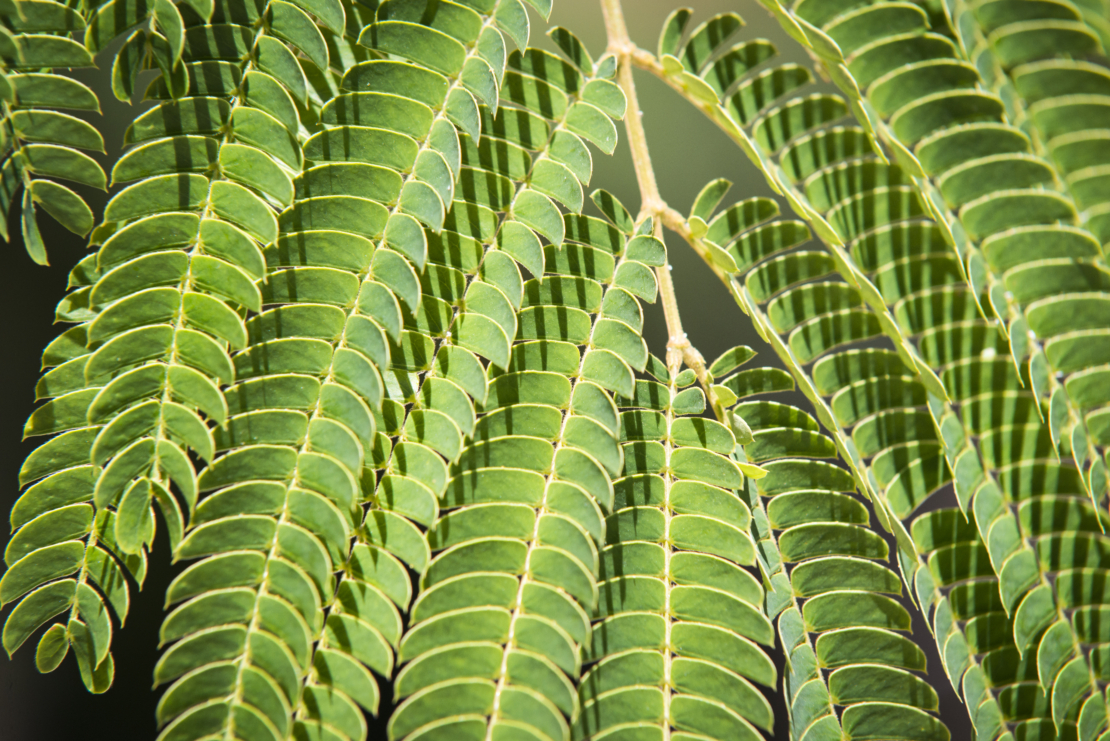 Filigrane Blätter des Seidenbaums. Foto: AdobeStock_javierglezphoto