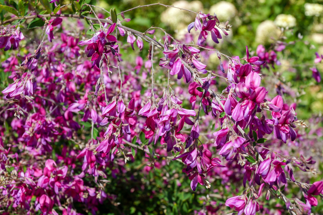 Buschklee mit purpurfarbenen Blüten. Foto: AdobeStock_Nancy J. Ondra