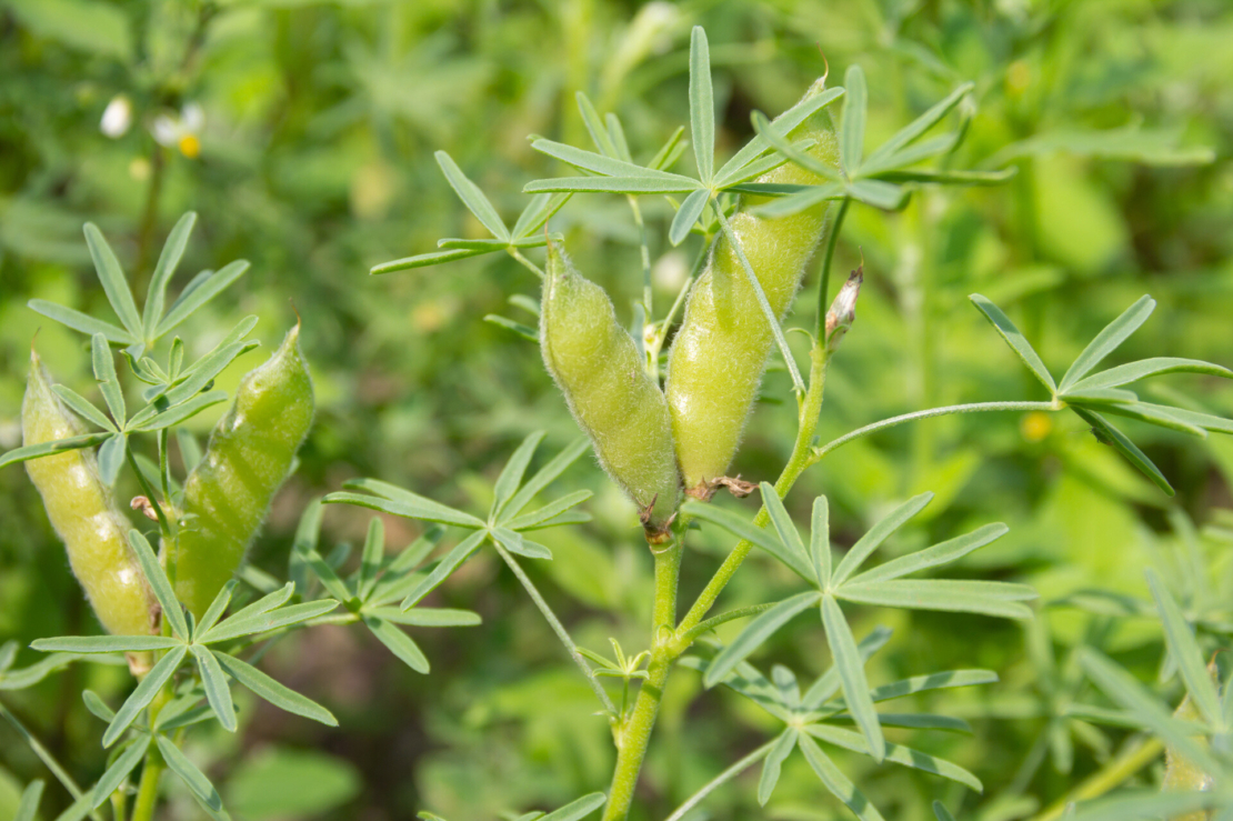 Fruchtschote an Süßlupine. Foto: AdobeStock_Yuliya