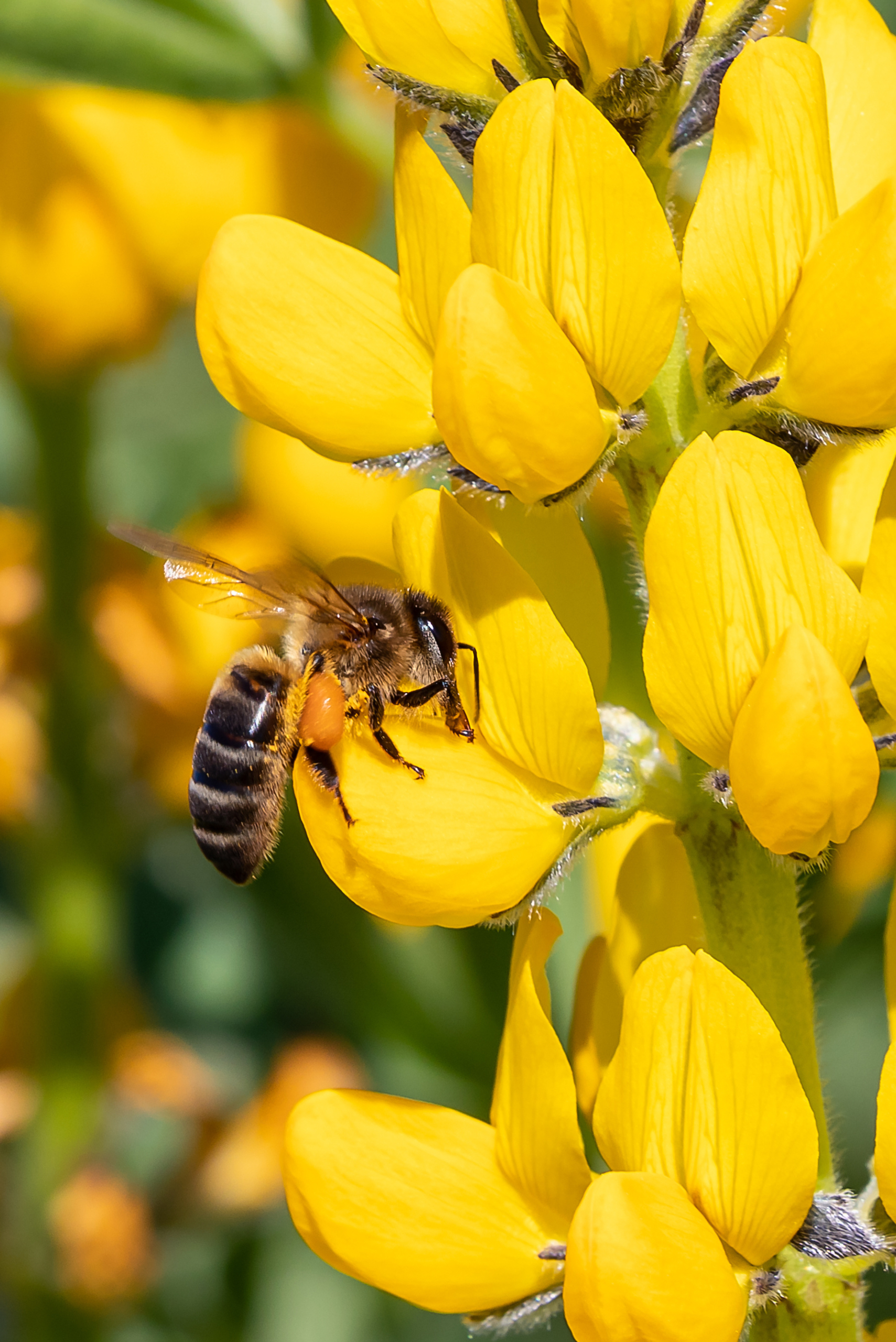 Eine Biene an gelber Lupinenblüte. Foto: AdobeStock_Alfredo