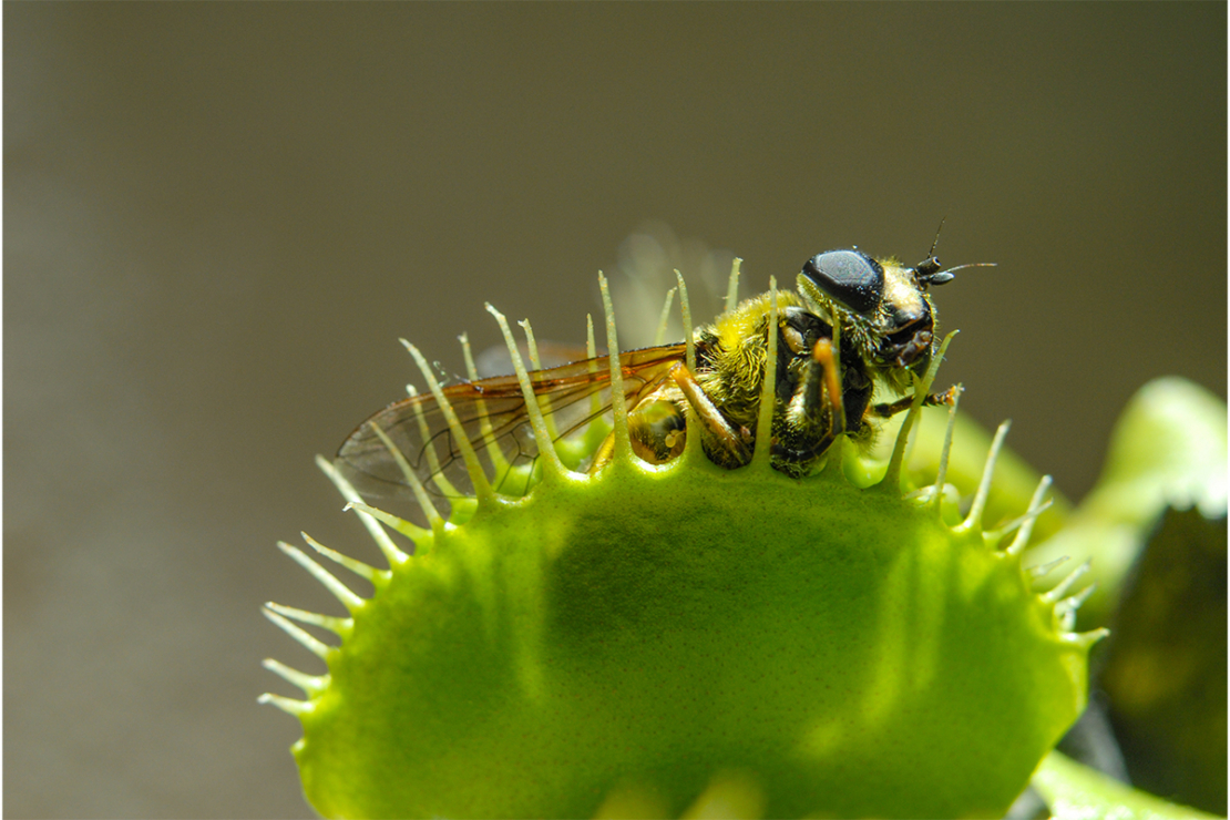 Venusfliegenfalle mit Beute Foto: AdobeStock_esben468635