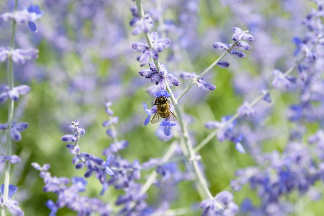 Blauraute in einem insektenfreundlichen Beet Foto: AdobeStock_Radu Bighian