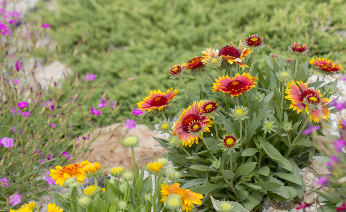 Spätblühende Stauden: Die Kokardenblume sorgt bis Oktober für fröhliche Farbtupfer im Beet. 