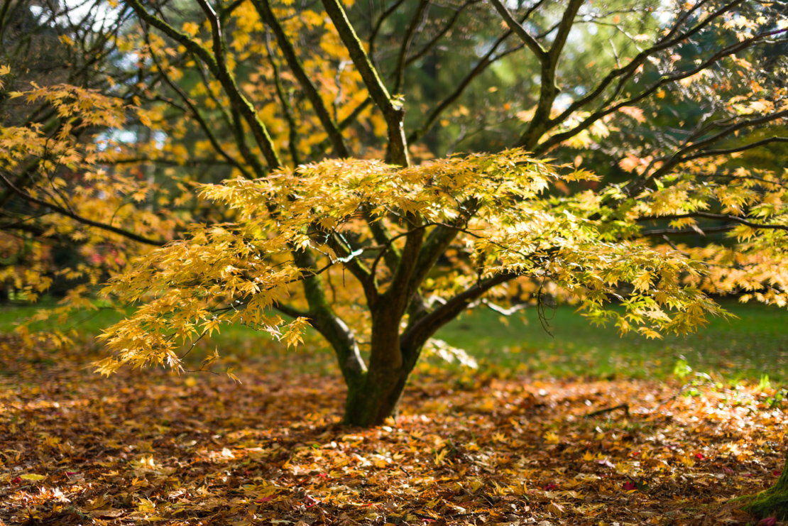 Fächerahorn im Herbst. Foto: AdobeStock_James