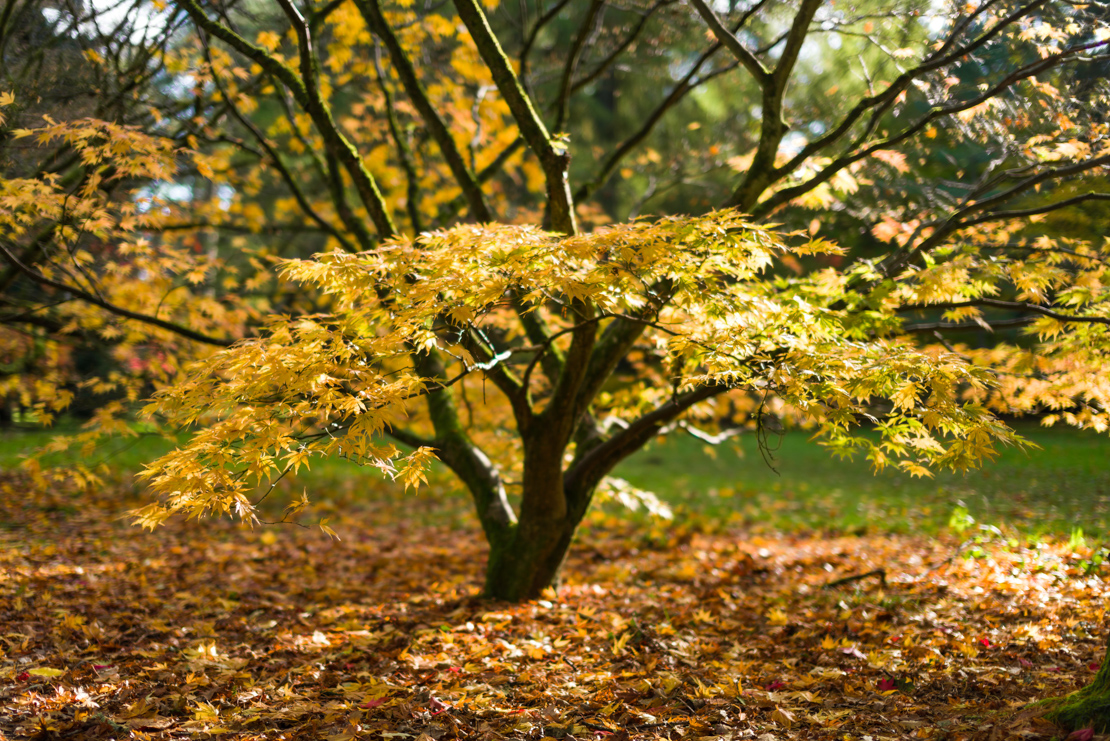 Ahorn schneiden: Delikate Gehölze dezent pflegen | GartenFlora
