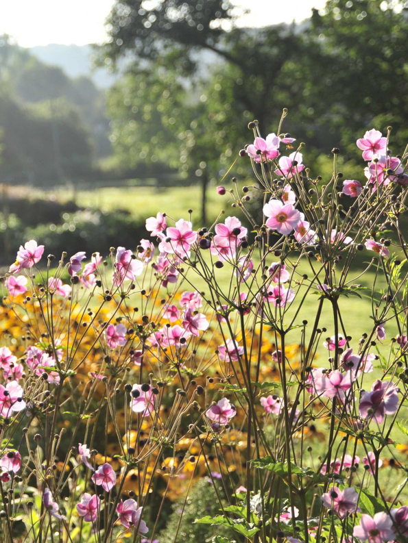 Herbstanemone leuchtet in der Sonne. Foto: © GartenFlora/Christian Gehler