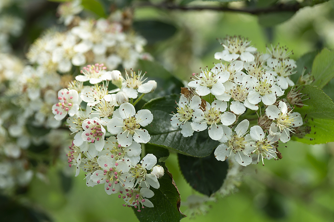 Weiße Doldenblüten der Aronia. Foto: AdobeStock_ovcerleonid