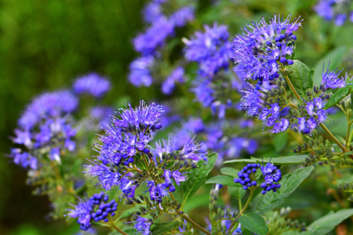 Blaue Blüten der Bartblume. Foto: AdobeStock_Lancan