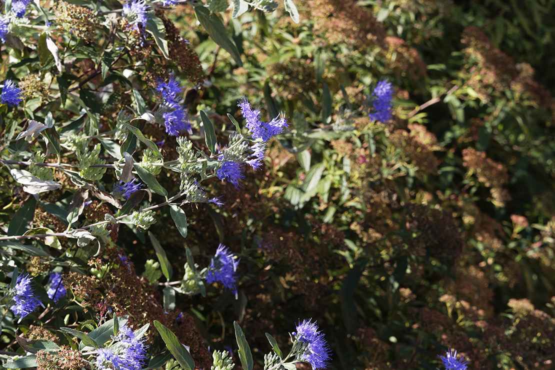 Bartblumenblüten neben Schmetterlingsflieder. Foto: AdobeStock_Marc