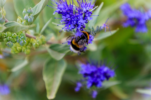 Hummel an Bartblume. Foto: AdobeStock_ines39