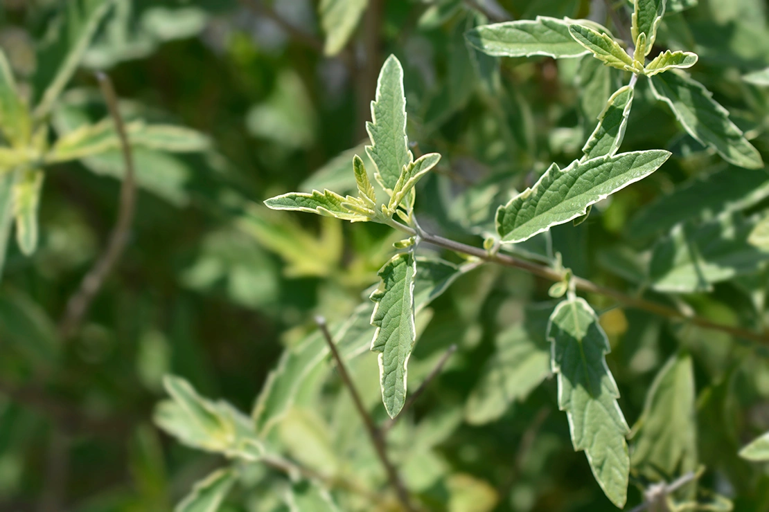 Grüne Blätter der Bartblume mit weißen Blatträndern. Foto: AdobeStock_nahhan