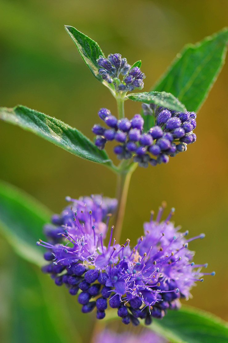Blaue Blüte der Bartblume. Foto: GartenFlora/Saskia Richter