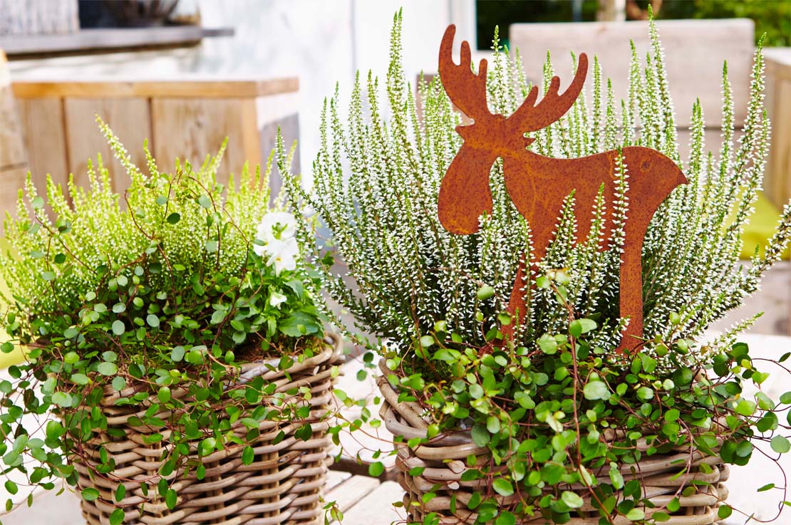 Eine weiß blühende Besenheide ist ein dezenter Herbstschmuck auf dem Balkon.