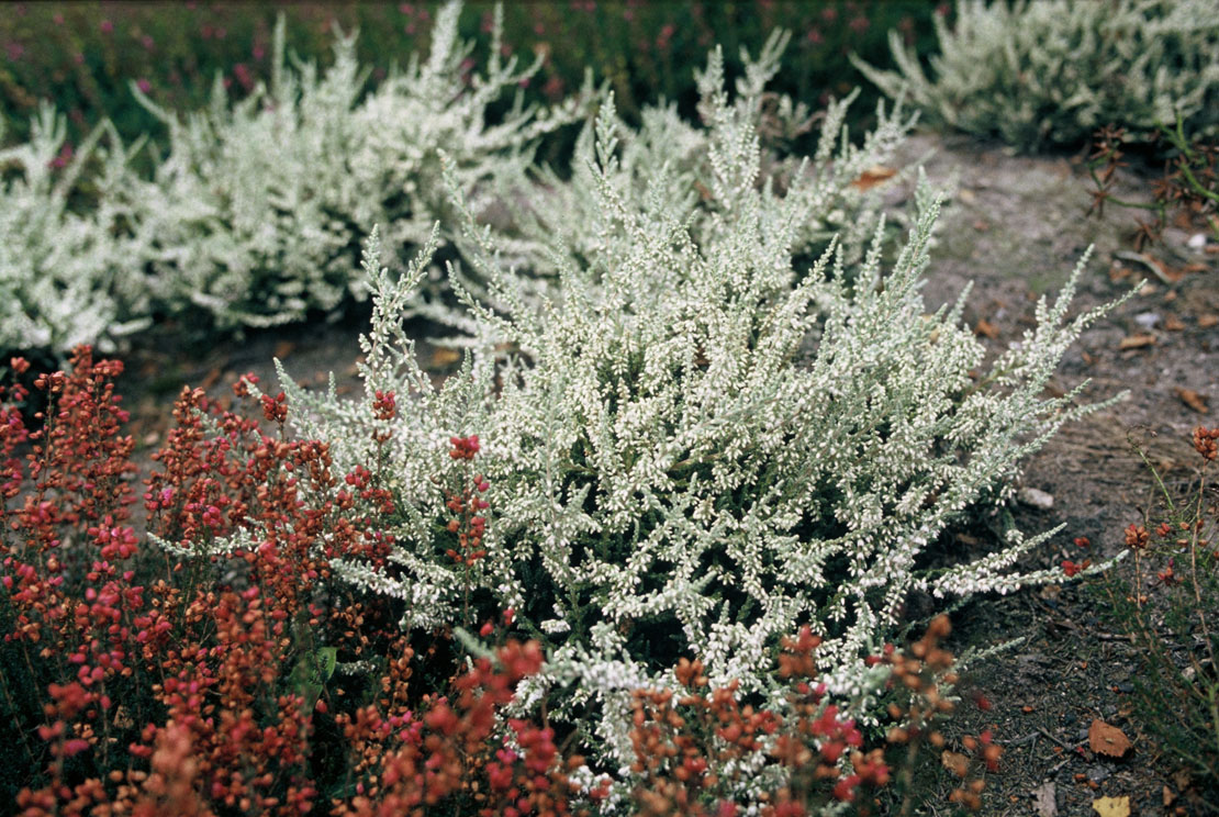 Die Sorte ’Anthony Davis' ist eine auffällige Erscheinung mit silbergrauem Laub und weißen Blütenständen.