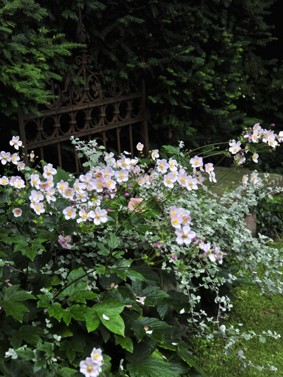 Foto: © GartenFlora/Christian Gehler