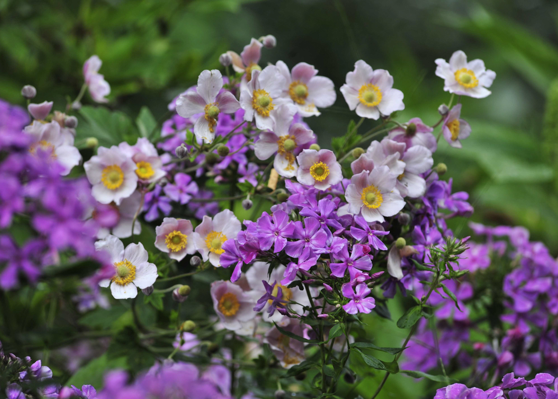 Herbstanemonen und Phlox in voller Blüte. Foto: © GartenFlora/Christian Gehler