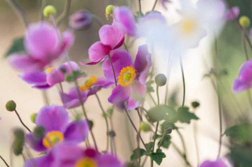 Pinke Blüten der Herbstanemone in der Nahaufnahme. Foto: AdobeStock_jokuephotography