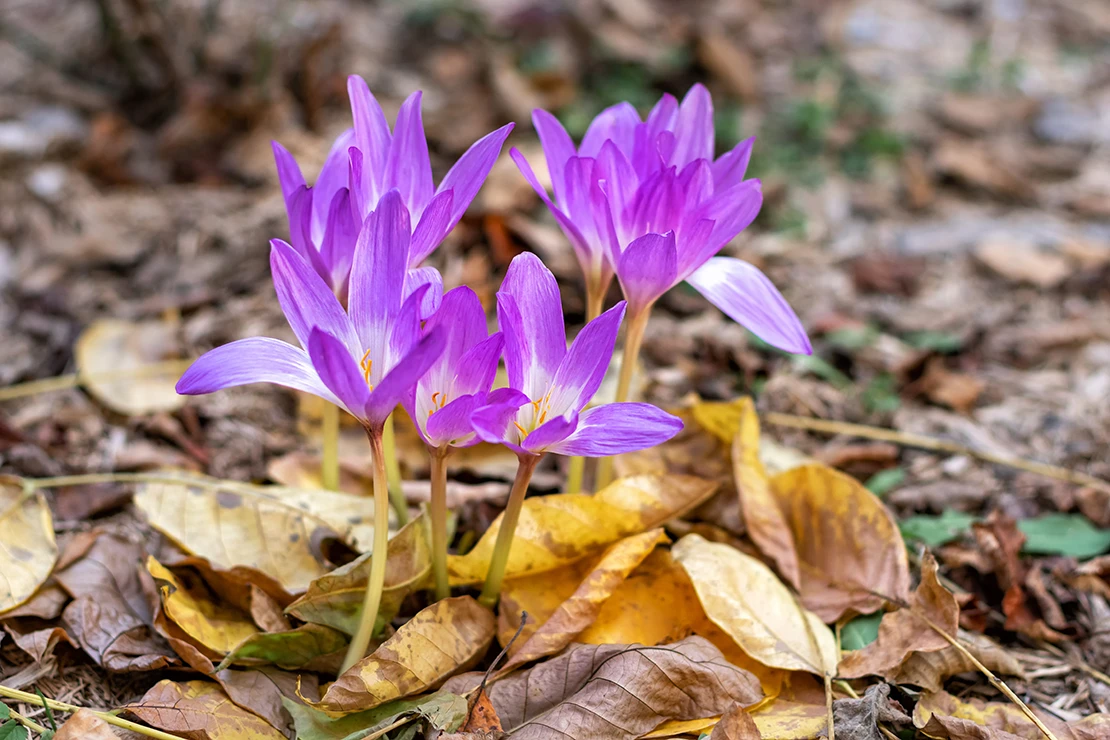 Einige Herbstzeitlosen mit purpurfarbenen Blüten entwachsen dem laubbedeckten Boden. Foto: AdobeStock_Elena