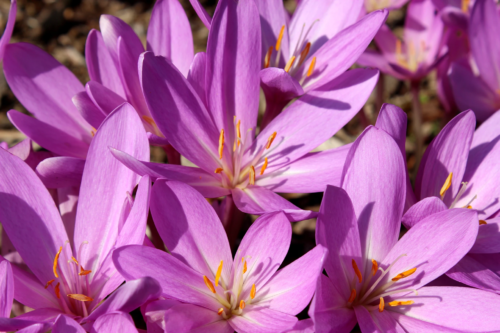 Pinkblühende Herbstzeitlosen in der Nahaufnahme. Foto: AdobeStock_Reikara