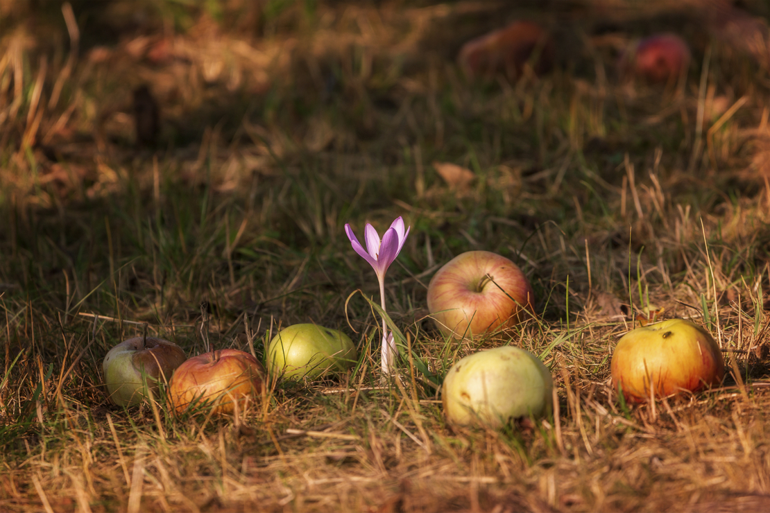 Herbstzeitlose auf Wiese zwischen Äpfeln. Foto: AdobeStock_Reiner Ugele