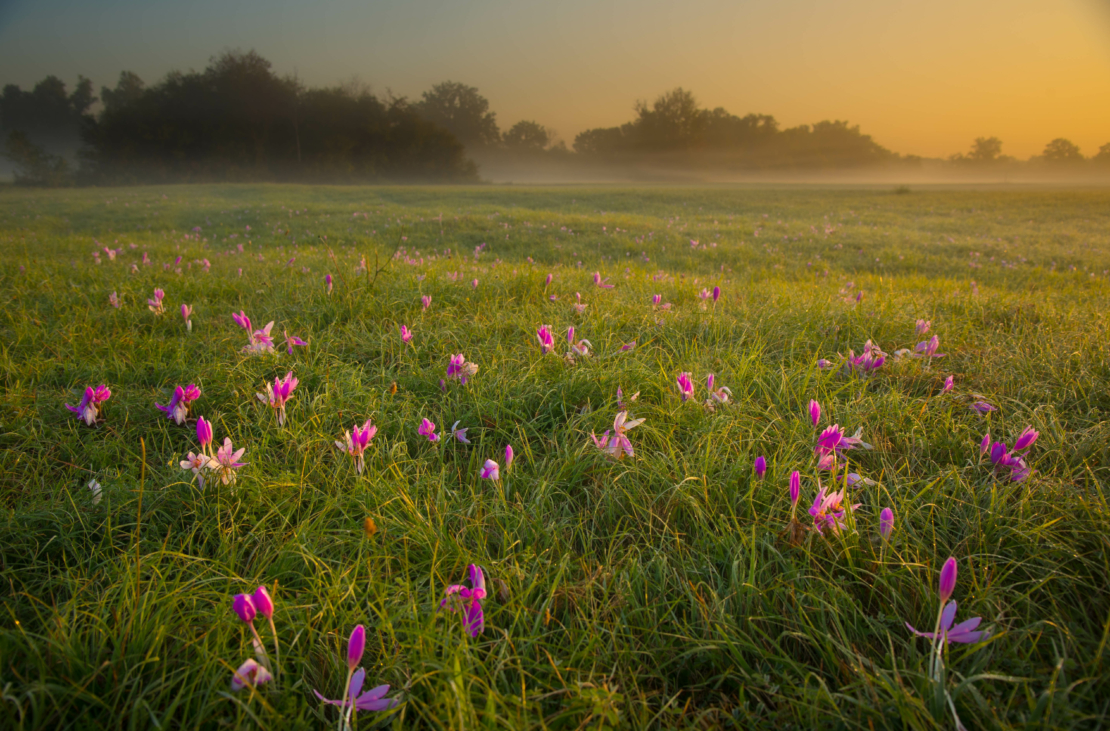 Herbstzeitlosen auf einer Wiese bei Sonnenaufgang. Foto: AdobeStock_midgardson