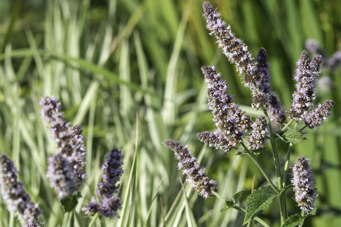 Die ährenartigen Blütenstände der Grünen Minze sind eine schöne Bienenweide. 