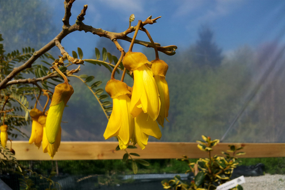 Pflanzen fuer den Wintergarten, hier Sophora tetraptera vor Verglasung Foto: AdobeStock_John Caley