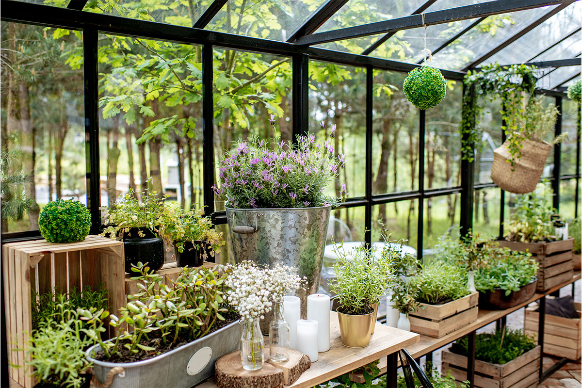 Pflanzen für den Wintergarten Blüten bis zu 15 Grad Celsius GartenFlora