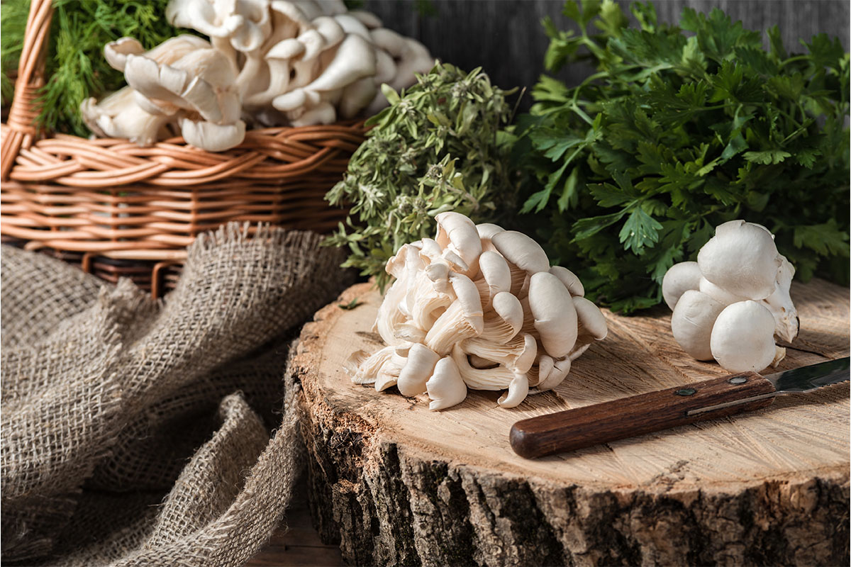 Pilze im Garten Kulturen auf Stroh, Holz, Mist oder Kompost GartenFlora