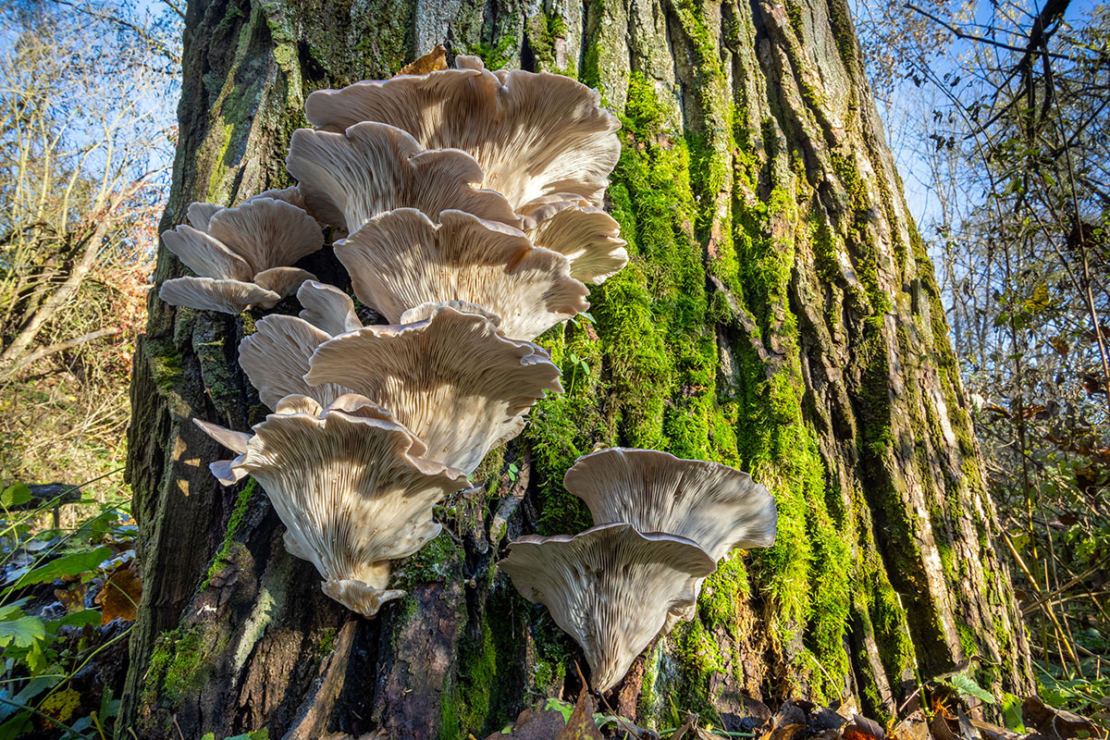 Austern-Pilze an Baumstamm Foto: AdobeStock_Jaroslav Machacek