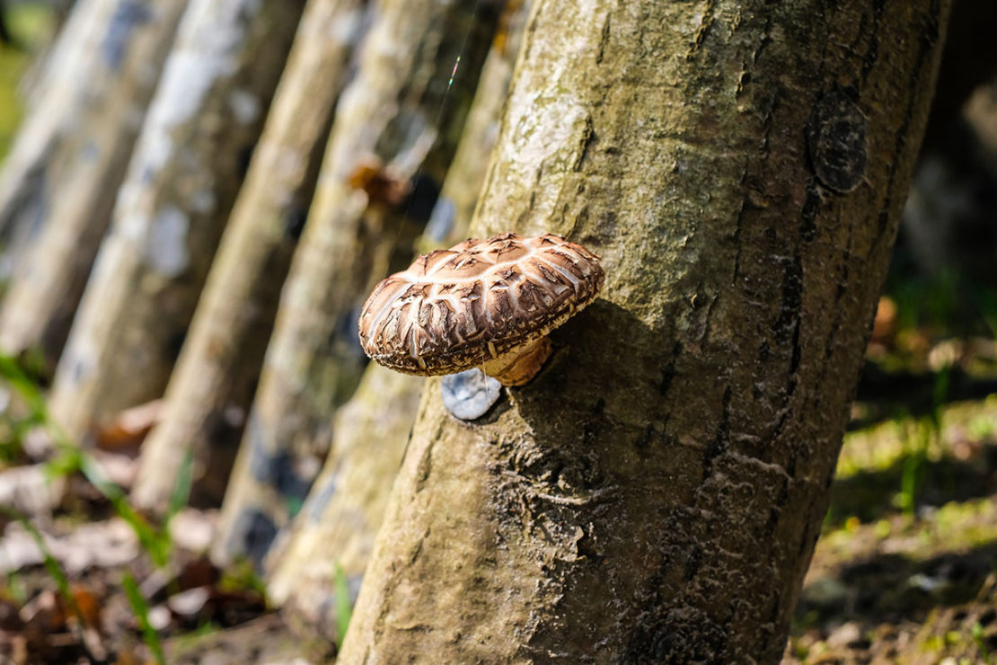 Shiitake-Pilz an Stamm Foto: AdobeStock_Viesturs