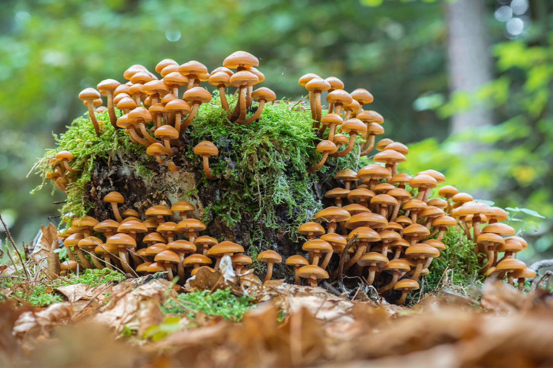 Pilze im Garten auf einem moosbewachsenen Baumstumpf Foto: AdobeStock_mirkograul