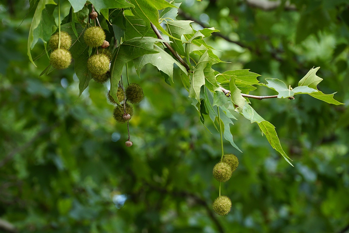 Kugelfrüchte der Ahornblättrigen Platane. Foto: AdobeStock_Nelia2