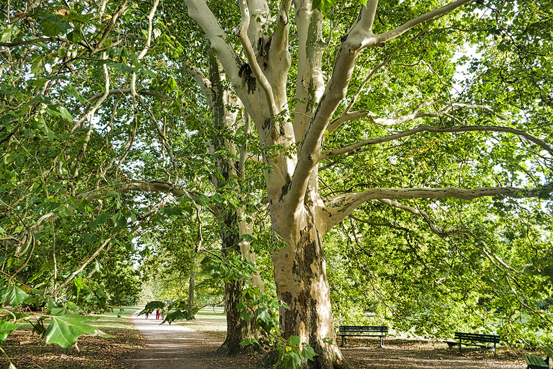 Ahornblättrige Platane: Zwei große Platanen mit breiten Kronen wachsen nebeneinander in einem Park. Foto: AdobeStock_RobinStrower