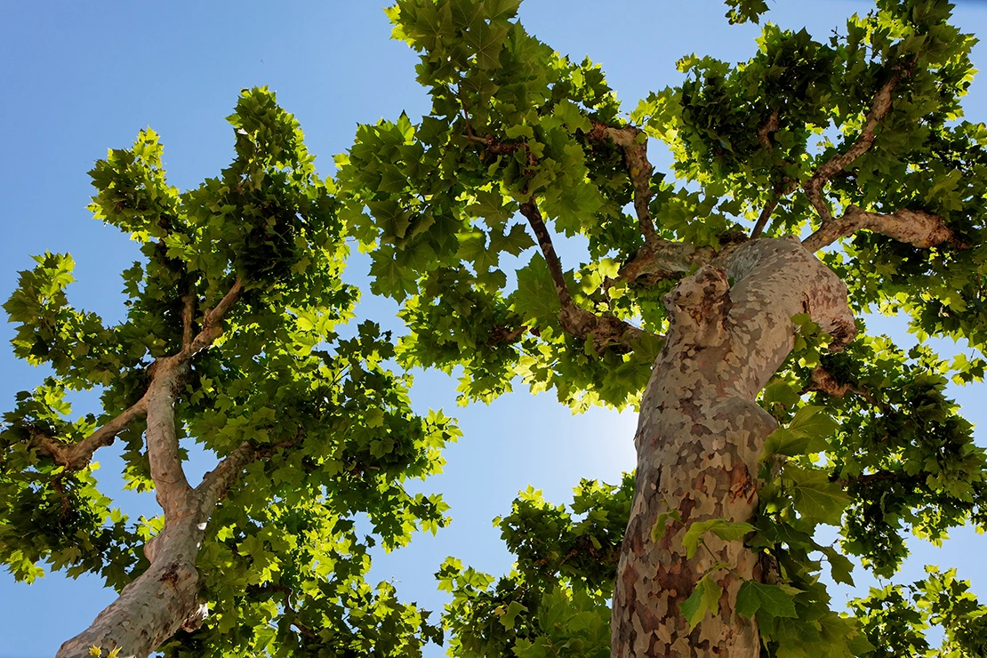 Beschnittene Platane von unten fotografiert. Foto: AdobeStock_iamtheking33