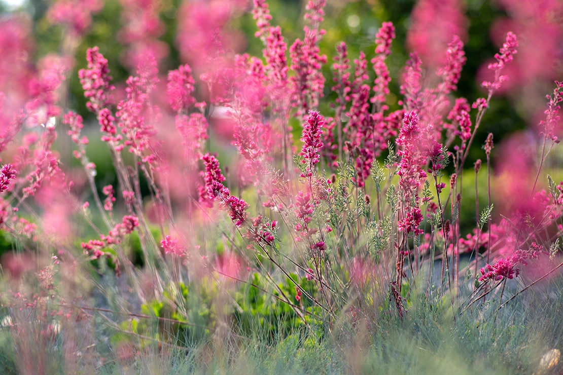 Purpurglöckchen mit pinkfarbenen Blütenständen. Foto: AdobeStock_Iva