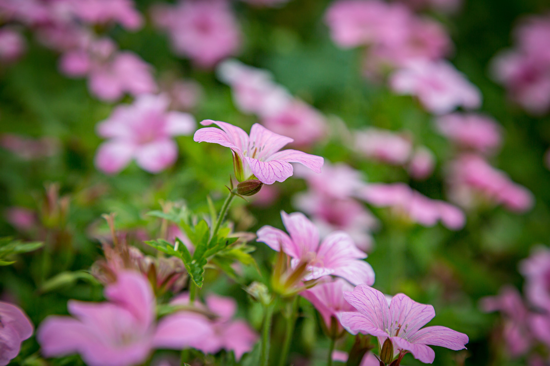 Spätblühende Stauden: Storchschnabel mit rosafarbenen Blüten. Foto: AdobeStock_lemanieh