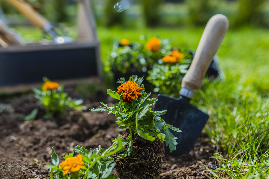 Studentenblume und Handschaufel an Blumenbeet. Foto: AdobeStock_iMarzi