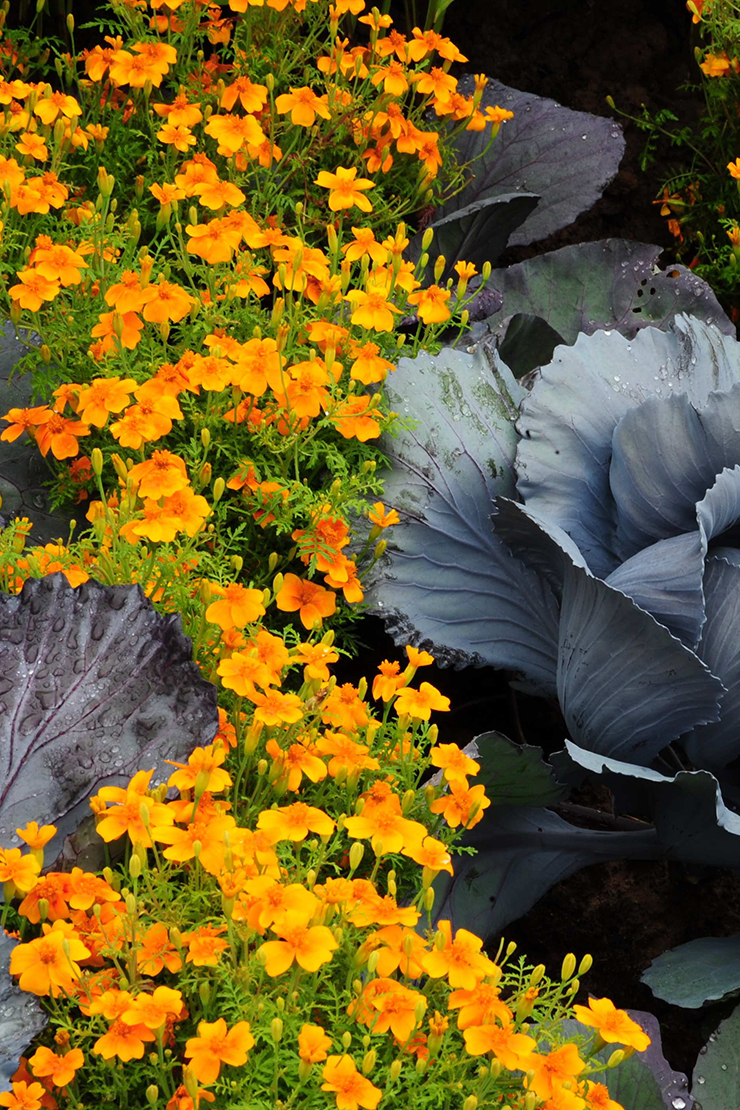 Rotkohl und Studentenblumen. Foto: © GartenFlora/Christian Gehler