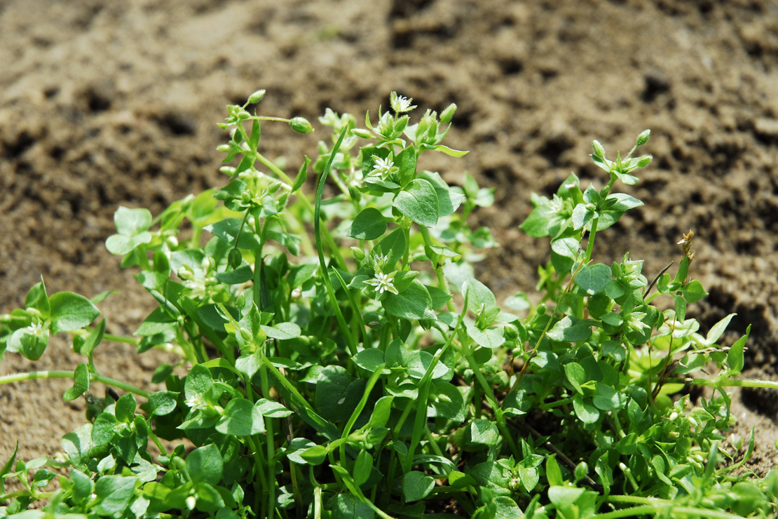 Vogelmiere auf leerem Beet. Foto: © GartenFlora/Klaus-Dieter Röding