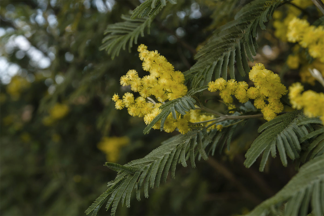 Buschige Blüten der Acacia dealbata Foto: AdobeStock_Jessicahyde