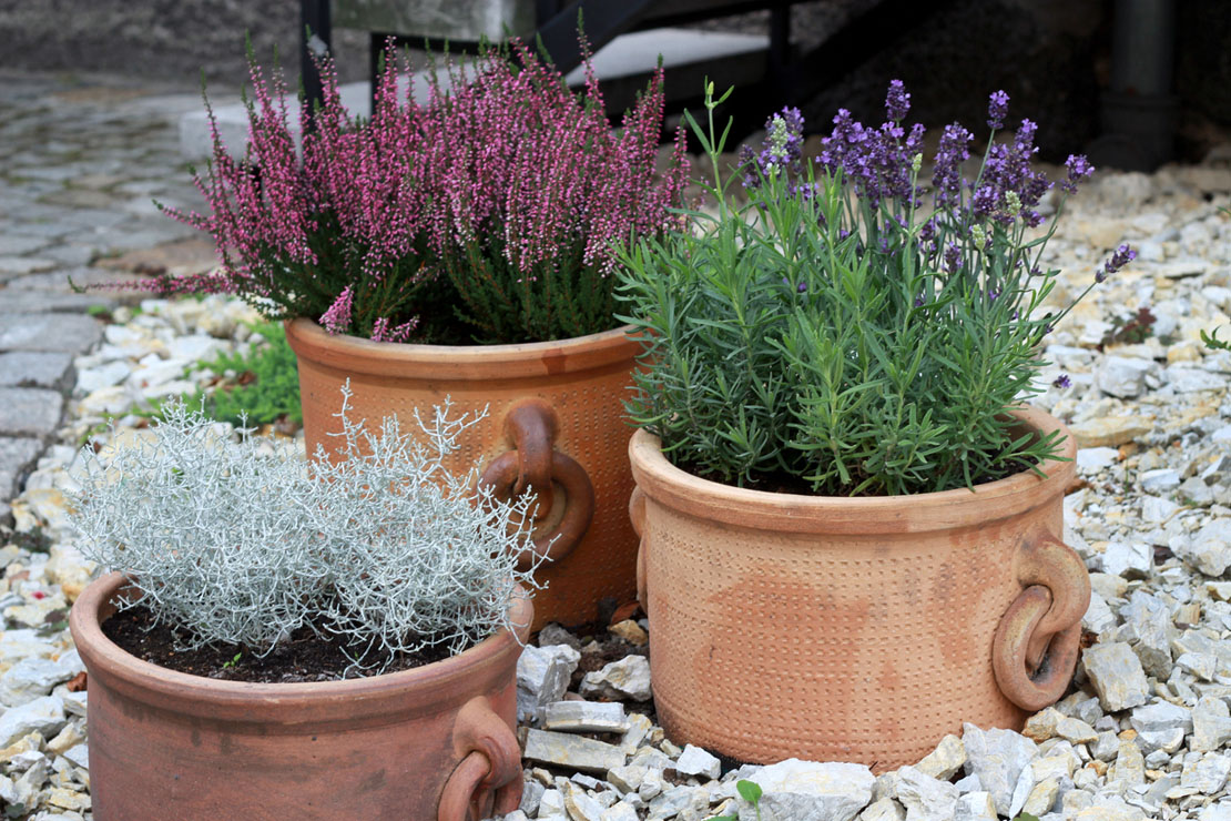 Ein schönes Trio in Töpfen: Stacheldrahtpflanze, Besenheide und Lavendel.