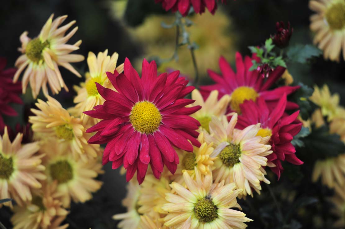 Im Herbst sind winterharte Chrysanthemen ein schöner Blickfang. 