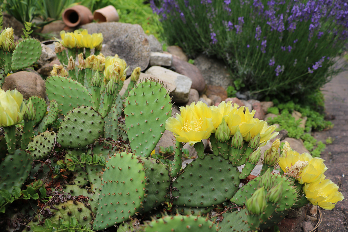 Winterharte Kakteen Pflegeleichte Arten für den Garten GartenFlora