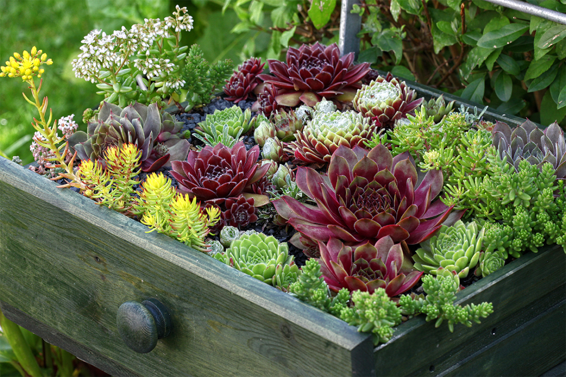 Sempervivum und Sedum Foto: AdobeStock_Macrossphoto