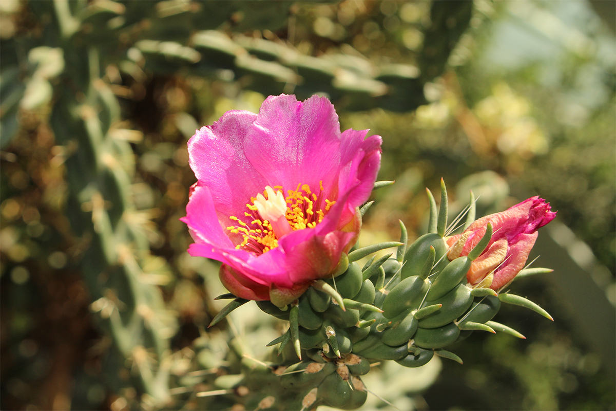 Winterharte Kakteen Pflegeleichte Arten für den Garten GartenFlora