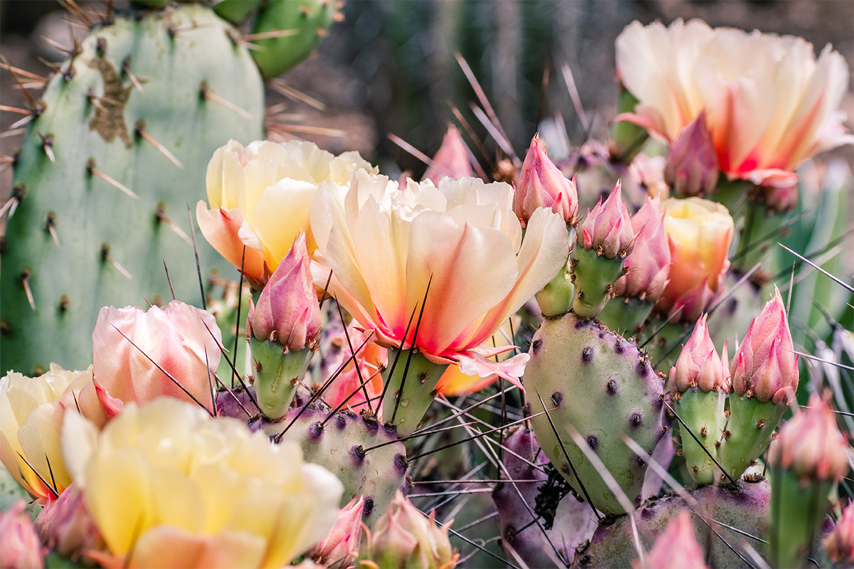 Winterharte Kakteen Pflegeleichte Arten für den Garten GartenFlora