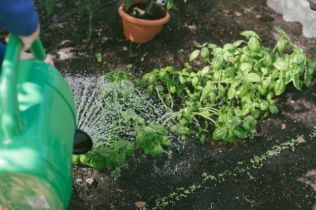 Pflanzen werden mit grüner Gießkanne gegossen