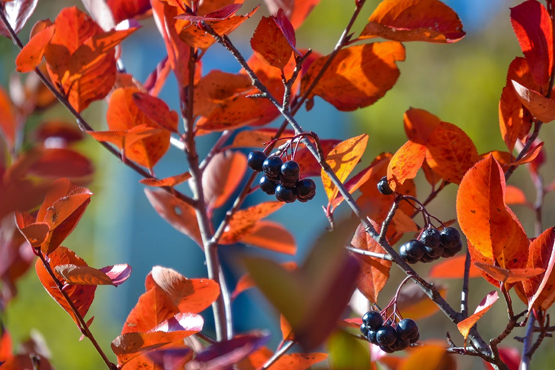 Aronia mit roter Herbstfärbung und dunklen Beerenfrüchten. Foto: AdobeStock_Aleksandr